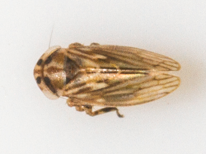 Anaceratagallia ribauti